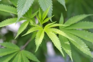 Arizona Marijuana DUI Laws Changing